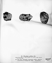 Placopsis gelida image